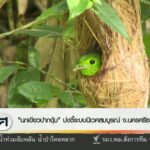 “นกเขียวปากงุ้บ”-บ่งชี้ระบบนิเวศสมบูรณ์-จ.นครศรีธรรมราช-ข่า