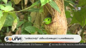 “นกเขียวปากงุ้บ”-บ่งชี้ระบบนิเวศสมบูรณ์-จ.นครศรีธรรมราช-ข่า