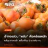 ขณะนี้ผลผลิตลูกพลับ-ซึ่งเป็นผลไม้เมืองหนาว-ในอำเภอแม่แจ่ม-จั