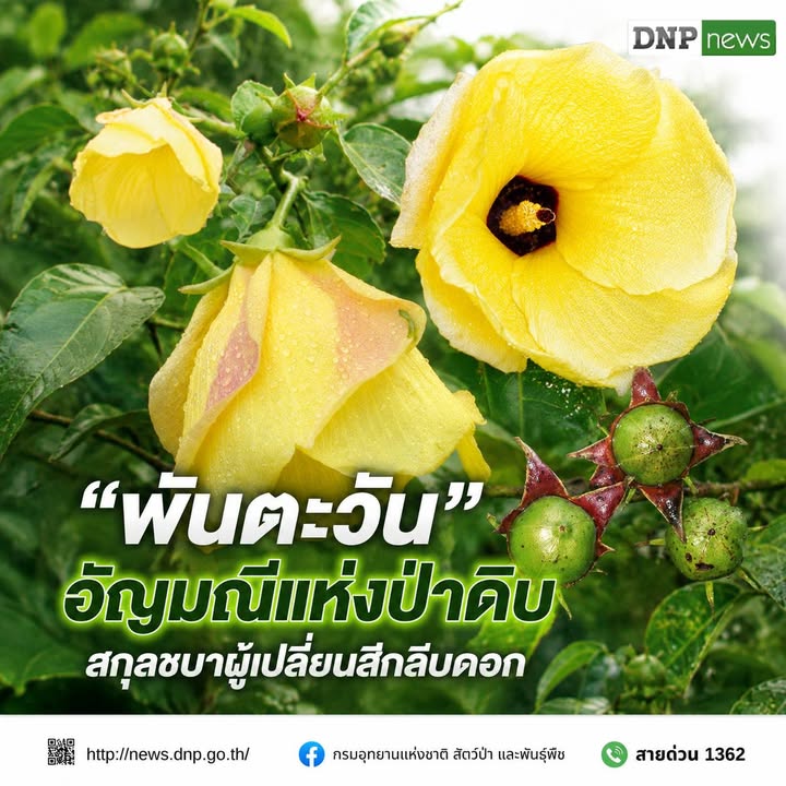ðð¡ð¤ð§ð-:-พันตะวัน-อัญมณีแห่งป่าดิบ-สกุลชบาผู้เปลี่ยนสีกลีบด