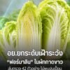 อย.เร่งเฝ้าระวัง-ฟอร์มาลิน-ผักกาดขาว-สุ่ม-42-ตัวอย่าง-ไม่พ