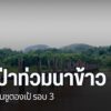ฝนที่ตกหนัก-ทำให้น้ำป่าไหลบ่าเข้าท่วมที่นาใต้สะพานซูตองเป้-จ