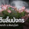 ชมต้นลิ้นมังกร-ภูหินร่องกล้า-จังหวัดพิษณุโลก-ต้นลิ้นมังกร-ภูหิน