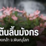 ชมต้นลิ้นมังกร-ภูหินร่องกล้า-จังหวัดพิษณุโลก-ต้นลิ้นมังกร-ภูหิน