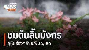 ชมต้นลิ้นมังกร-ภูหินร่องกล้า-จังหวัดพิษณุโลก-ต้นลิ้นมังกร-ภูหิน