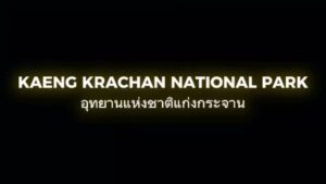 -รู้หรือไม่?-“เสือดำ”-และ-“เสือดาว”-แท้จริงแล้วคือเสือชนิดเ