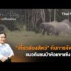 “เที่ยวส่องสัตว์” กับการจัดการแนวกันชนป่าห้วยขาแข้ง | เสียงเปลี่ยนเมือง 31 ส.ค. 69