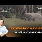 “เที่ยวส่องสัตว์” กับการจัดการแนวกันชนป่าห้วยขาแข้ง | เสียงเปลี่ยนเมือง 31 ส.ค. 69