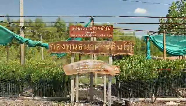 -เรื่อง-:-ภูมิปัญญา-fable-ep.8-ตอน-น้ำปลา-กู้-ป่าชายเลน-
