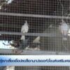 ผู้เพาะเลี้ยงเชื่อปลดล็อกนกปรอดหัวโขนส่งเสริมเศรษฐกิจ-ข่าวใ