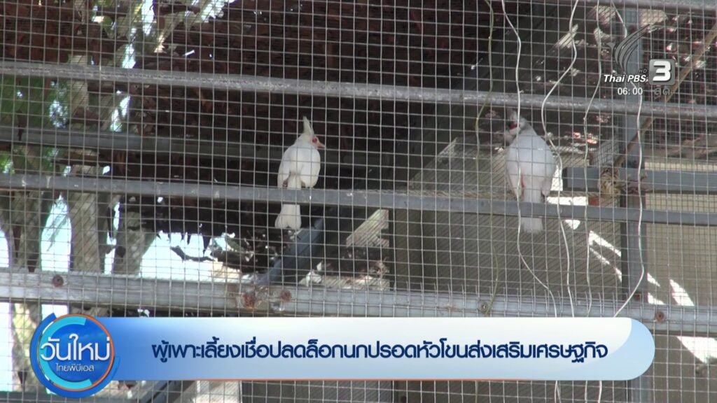 ผู้เพาะเลี้ยงเชื่อปลดล็อกนกปรอดหัวโขนส่งเสริมเศรษฐกิจ-ข่าวใ