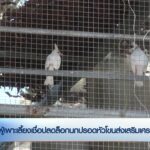 ผู้เพาะเลี้ยงเชื่อปลดล็อกนกปรอดหัวโขนส่งเสริมเศรษฐกิจ-ข่าวใ