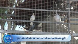 ผู้เพาะเลี้ยงเชื่อปลดล็อกนกปรอดหัวโขนส่งเสริมเศรษฐกิจ-ข่าวใ