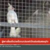 ผู้เพาะเลี้ยงเชื่อ-ปลดล็อกนกปรอดหัวโขน-สงเสริมเศรษฐกิจข่าวใ