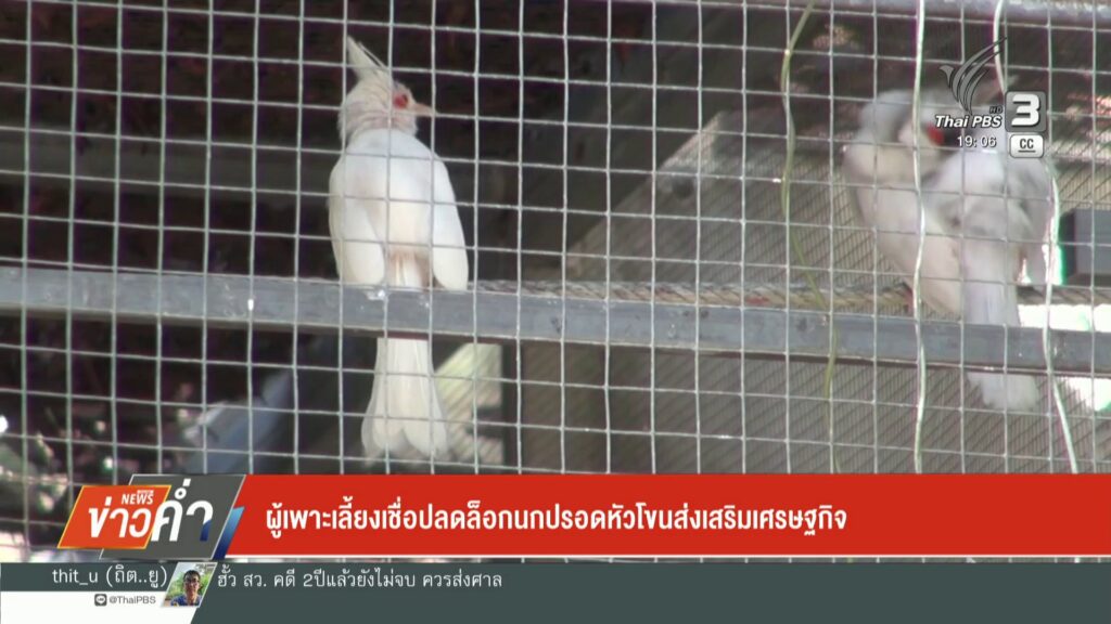 ผู้เพาะเลี้ยงเชื่อ-ปลดล็อกนกปรอดหัวโขน-สงเสริมเศรษฐกิจข่าวใ