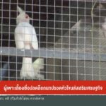 ผู้เพาะเลี้ยงเชื่อ-ปลดล็อกนกปรอดหัวโขน-สงเสริมเศรษฐกิจข่าวใ