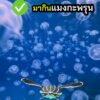 รู้เปล่า?-เต่าทะเลก็ช่วยการท่องเที่ยวได้-เพราะเต่าทะเลมีส่