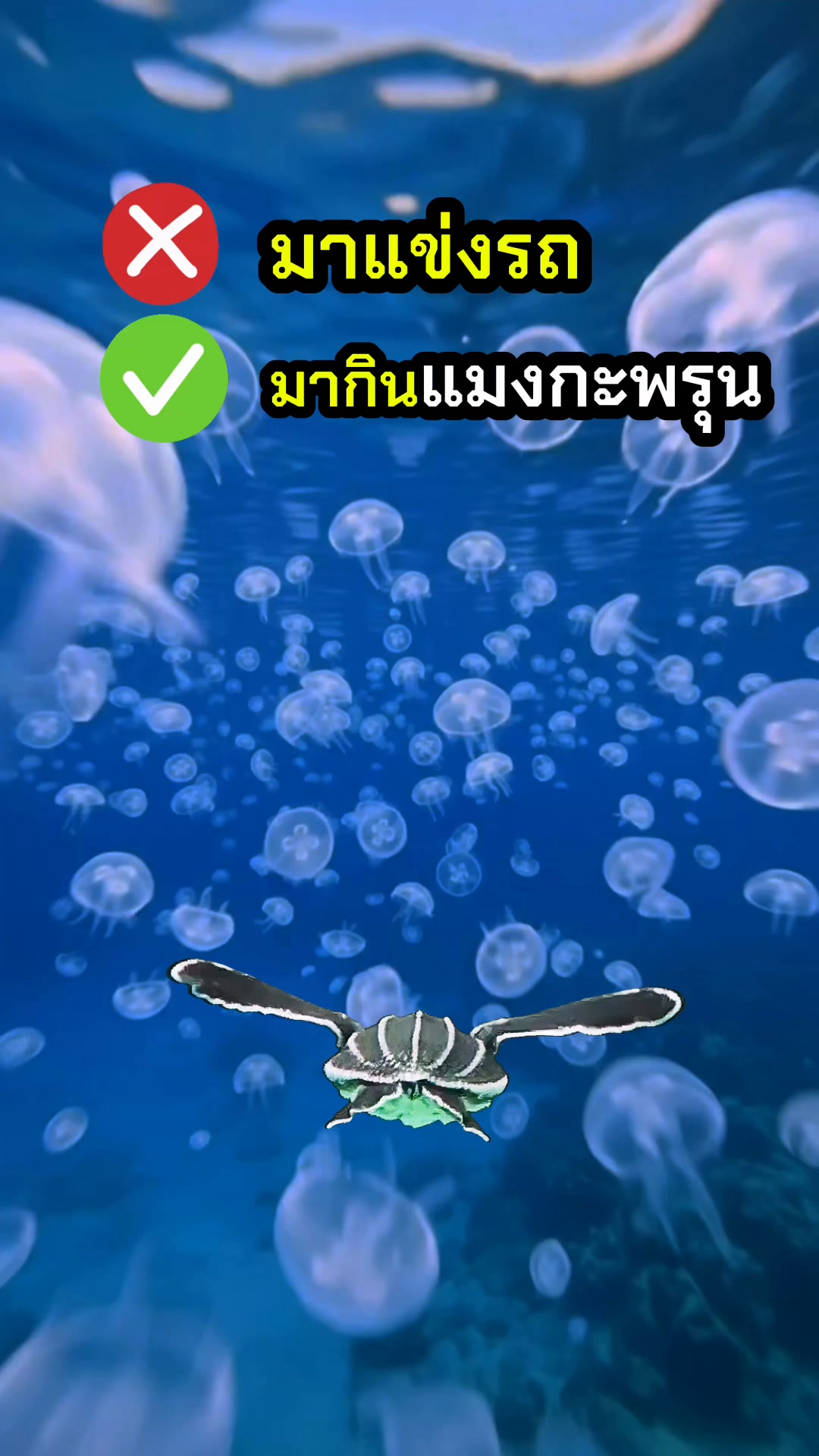 รู้เปล่า?-เต่าทะเลก็ช่วยการท่องเที่ยวได้-เพราะเต่าทะเลมีส่