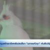 หนุนสร้างอาชีพหลังปลดล็อก-“นกกรงหัวจุก”-พ้นสัตว์คุ้มครอง-ข่