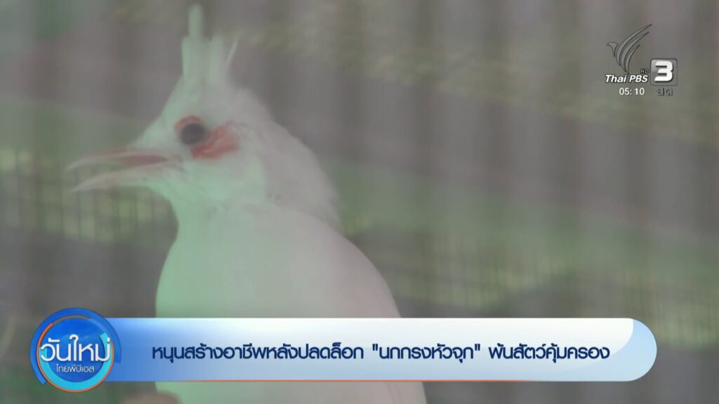 หนุนสร้างอาชีพหลังปลดล็อก-“นกกรงหัวจุก”-พ้นสัตว์คุ้มครอง-ข่