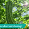 ปลูกมะระจีนเจ้าแรกเมืองสตูล-ข่าวใต้แลได้ที่เรา-news