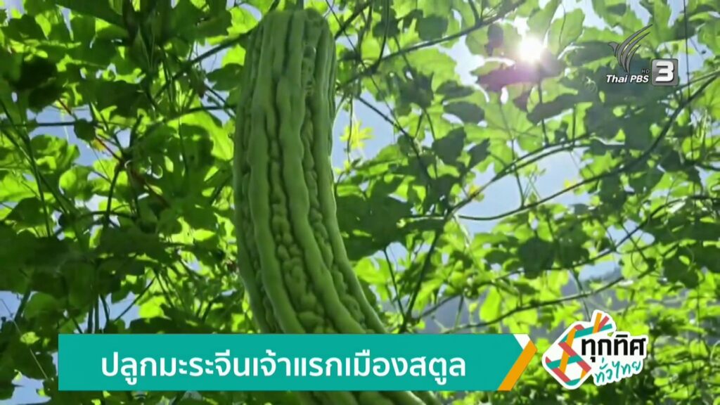 ปลูกมะระจีนเจ้าแรกเมืองสตูล-ข่าวใต้แลได้ที่เรา-news