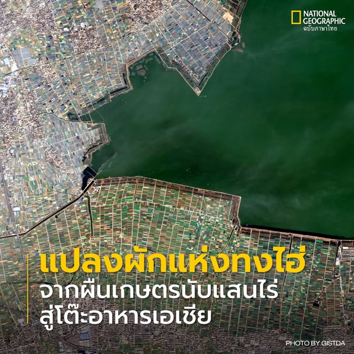 ภาพที่เห็นคือ-คือภาพจากดาวเทียม-theos-2-สำรวจแปลงผักขนาดใหญ่