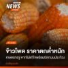 ชาวไร่ข้าวโพดในพื้นที่อำเภอพบพระ-และอำเภอแม่สอด-จังหวัดตาก-จ