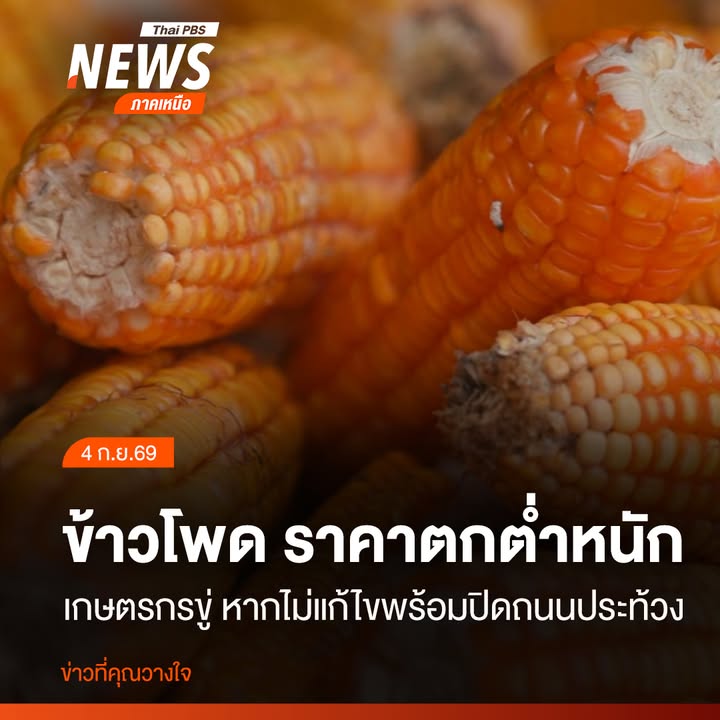 ชาวไร่ข้าวโพดในพื้นที่อำเภอพบพระ-และอำเภอแม่สอด-จังหวัดตาก-จ
