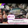 วงแชร์ ตอนที่.11 “ปลาหมอคางดำ” จุดจบความมั่นคงทางอาหารไทย ? 9 ก.ย. 69