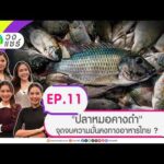 วงแชร์ ตอนที่.11 “ปลาหมอคางดำ” จุดจบความมั่นคงทางอาหารไทย ? 9 ก.ย. 69