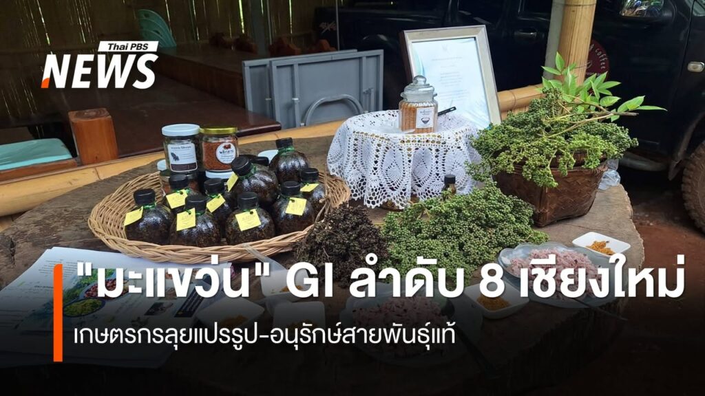 เกษตรกร-ตโป่งแยง-จ.เชียงใหม่-วางแผนอนุรักษ์สายพันธุ์มะแขว่น