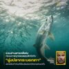 ภาพการอพยพของปลากระบอกเทาที่เห็น-เกิดขึ้นในมหาสมุทรแอตแลนติก