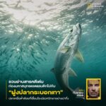 ภาพการอพยพของปลากระบอกเทาที่เห็น-เกิดขึ้นในมหาสมุทรแอตแลนติก