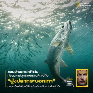 ภาพการอพยพของปลากระบอกเทาที่เห็น-เกิดขึ้นในมหาสมุทรแอตแลนติก