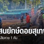 เกิดอุบัติเหตุต้นสนขนาดใหญ่-หักโค่นบริเวณเชิงบันได-วัดพระธาต