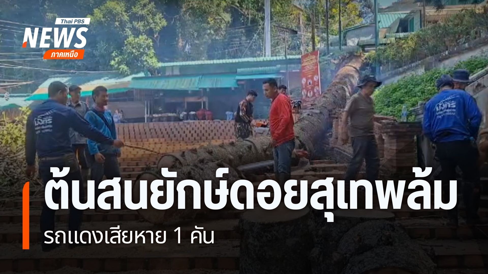 เกิดอุบัติเหตุต้นสนขนาดใหญ่-หักโค่นบริเวณเชิงบันได-วัดพระธาต