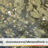 เร่งตรวจสอบสาเหตุน้ำเสีย-คลองสทิงหม้อ-จ.สงขลา-ข่าวใต้แลได้ท
