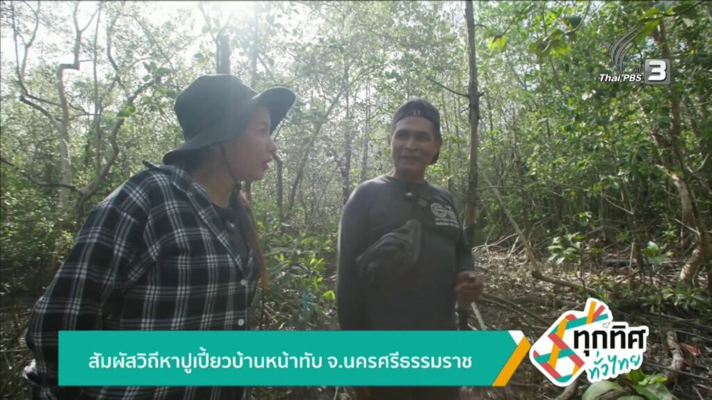 สัมผัสวิถีหาปูเปี้ยวบ้านหน้าทับ-จ.นครศรีธรรมราช-ข่าวใต้แลได