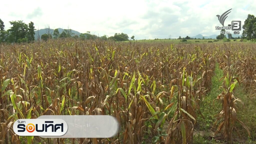 (18/9/69)-…ชาวบ้านเนินกุ่ม-อำเภอบางกระทุ่ม-จังหวัดพิษณุโลก