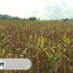 (18/9/69)-…ชาวบ้านเนินกุ่ม-อำเภอบางกระทุ่ม-จังหวัดพิษณุโลก