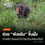 (19/9/69)-…ทีมช่วยเหลือเข้าถึงตัว-พังแอ้ม-ช้างพิการขาหน้
