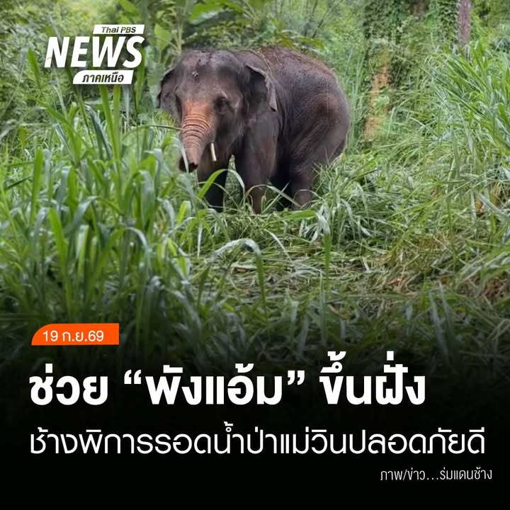 (19/9/69)-…ทีมช่วยเหลือเข้าถึงตัว-พังแอ้ม-ช้างพิการขาหน้