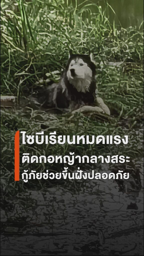 นุดช่วยเราด้วย-ไซบีเรียนหมดแรง-ติดกอหญ้ากลางสระ-กู้ภัยช