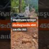 อัญเชิญพระพุทธรูปประดิษฐานเนิน 450 – เนิน 255   