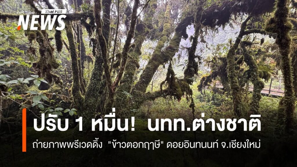 ปรับ-1-หมื่น-นักท่องเที่ยวต่างชาติ-ถ่ายภาพพรีเวดดิ้ง-“ข้าวตอกฤาษี”-ด