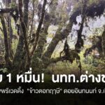 ปรับ-1-หมื่น-นักท่องเที่ยวต่างชาติ-ถ่ายภาพพรีเวดดิ้ง-“ข้าวตอกฤาษี”-ด
