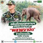 ðððð-:-อธิบดีกรมอุทยานแห่งชาติ​-สั่งเร่งติดตามช่วย-พลายงาบิด-ช้าง