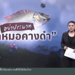 อย่าประมาท-“ปลาหมอคางดำ”-ข่าวใต้ดูได้ที่เรา-news-#t