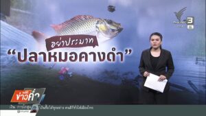 อย่าประมาท-“ปลาหมอคางดำ”-ข่าวใต้ดูได้ที่เรา-news-#t